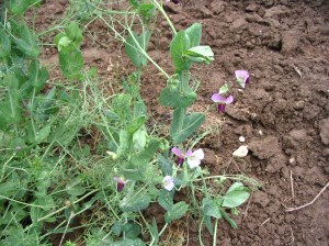 plants around the base of the trees provides a living mulch, bring in beneficial insects, and in the case of sweet peas can also help fix nitrogen.